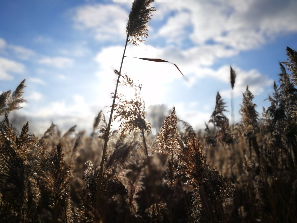 RowellBec's tweet photo. #ThursdayThoughts Took some valuable advice today and went out for a walk at lunchtime.  Fresh air, exercise and even discovered a nature reserve nearby!  Best things in life are free! https://t.co/6lFsbDicgS