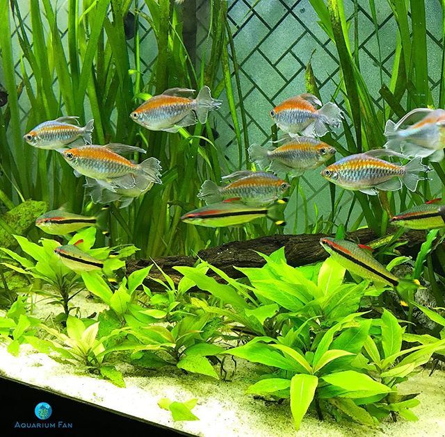 AquariumFan's tweet photo. If I had more big tanks I would separate my schooling fish, but I can't pick one of these two at the moment. You feel me?!
.
.
.
🐟📚
.
.
.
#roselineshark #denisonbarb #congotetra #plantedtank #aquascape #aquarium #freshwater #fishofinstagram #nature #… https://t.co/nXqjhJH8IP https://t.co/vljD9sX2WT