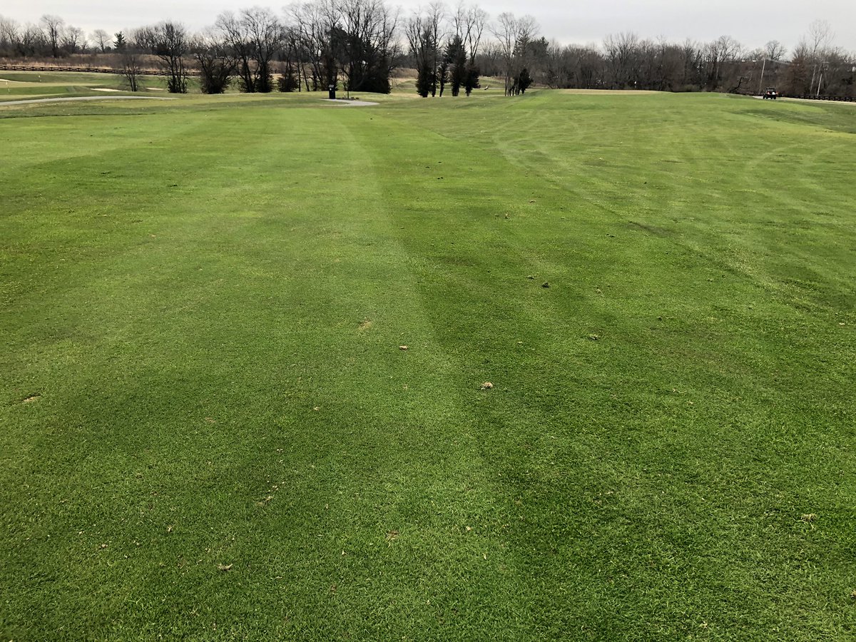 jballard1's tweet photo. Have been debating for a month now on mowing fairways one last time. Pulled the trigger and they are turning pretty solid. Photo bomb by Bela and Louie 🐾⛳️ @UofLGolfClub https://t.co/E1Sx27Og9J