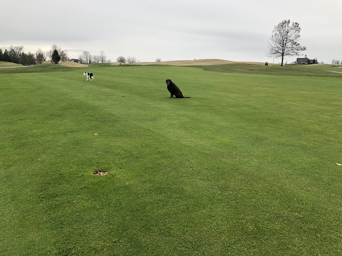 jballard1's tweet photo. Have been debating for a month now on mowing fairways one last time. Pulled the trigger and they are turning pretty solid. Photo bomb by Bela and Louie 🐾⛳️ @UofLGolfClub https://t.co/E1Sx27Og9J