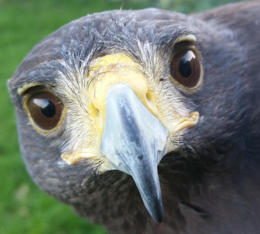 BTPEnviro's tweet photo. Thor at work, putting the hawk among the pigeons https://t.co/NpDAVFK3T8 #pestcontrol https://t.co/JcmzQni2Wk