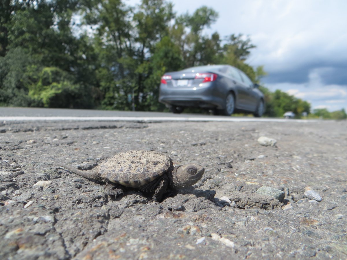 TRCA Monitoring tweet media