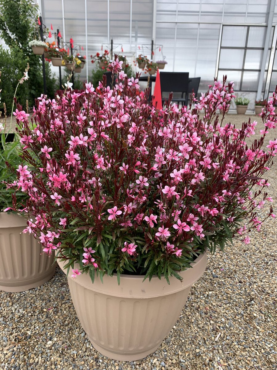 Belleza Compact Light Pink Gaura.