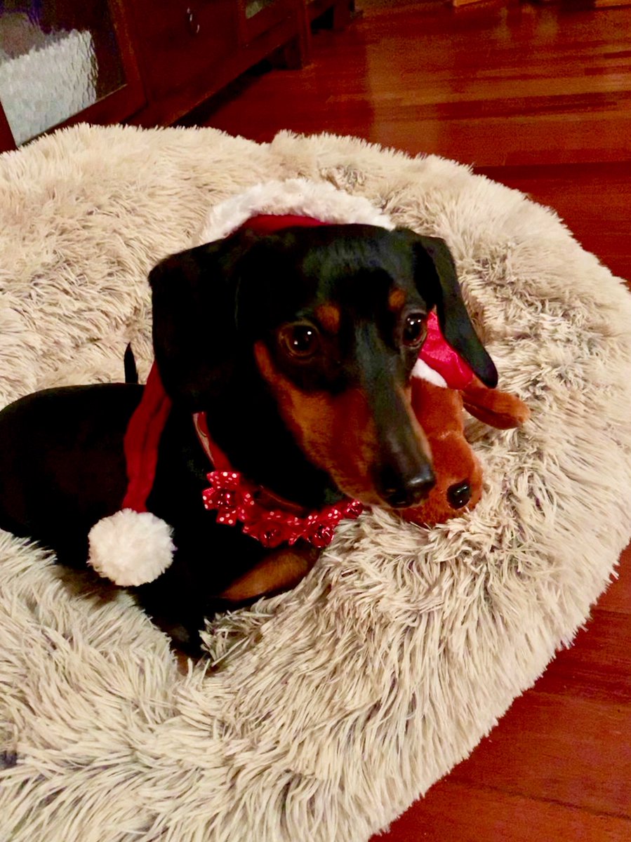 King_Spry_Law's tweet image. Rey, Nathan and Finn have been very good dogs this year helping their mom - Operations Director @kysacaza with all the decorations and the presents. Now, if someone would just drop them a cookie... #dogsofdecember #kingspryholiday #lawsandpaws