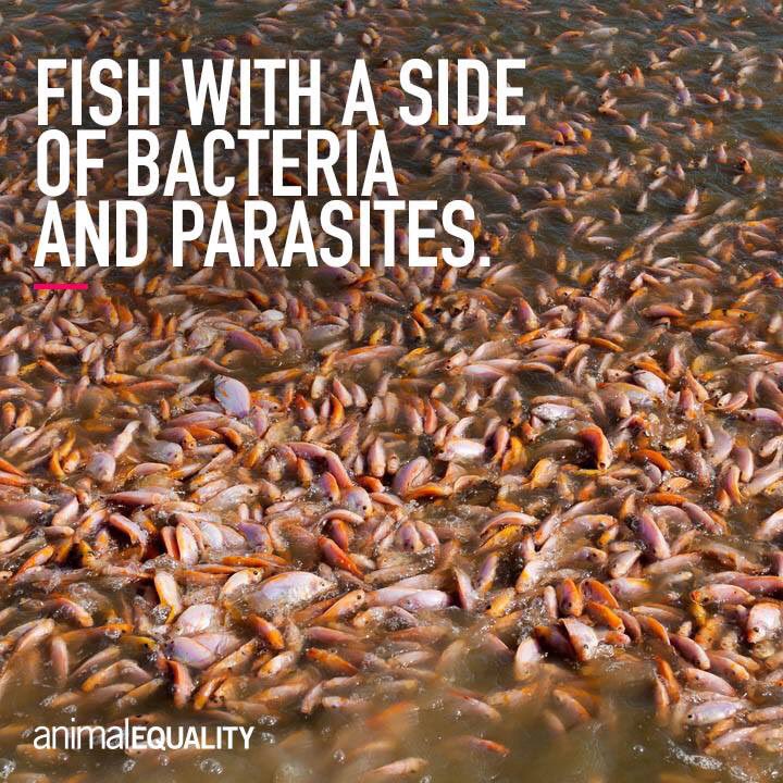 Animal Equality (@AnimalEquality) on Twitter photo 2018-12-13 17:38:37 Most fish eaten today are raised in #aquafarms, spending their entire lives confined. Fish suffer for up to 2 years in water that has high levels of ammonia and nitrates. Fish become infested with parasites and bacteria which feed on the gills, organs, and blood of fish. Most fish eaten today are raised in #aquafarms, spending their entire lives confined. Fish suffer for up to 2 years in water that has high levels of ammonia and nitrates. Fish become infested with parasites and bacteria which feed on the gills, organs, and blood of fish.