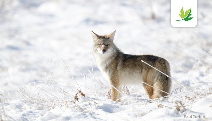 NatureConservancy.ca | Conservationdelanature.ca tweet media