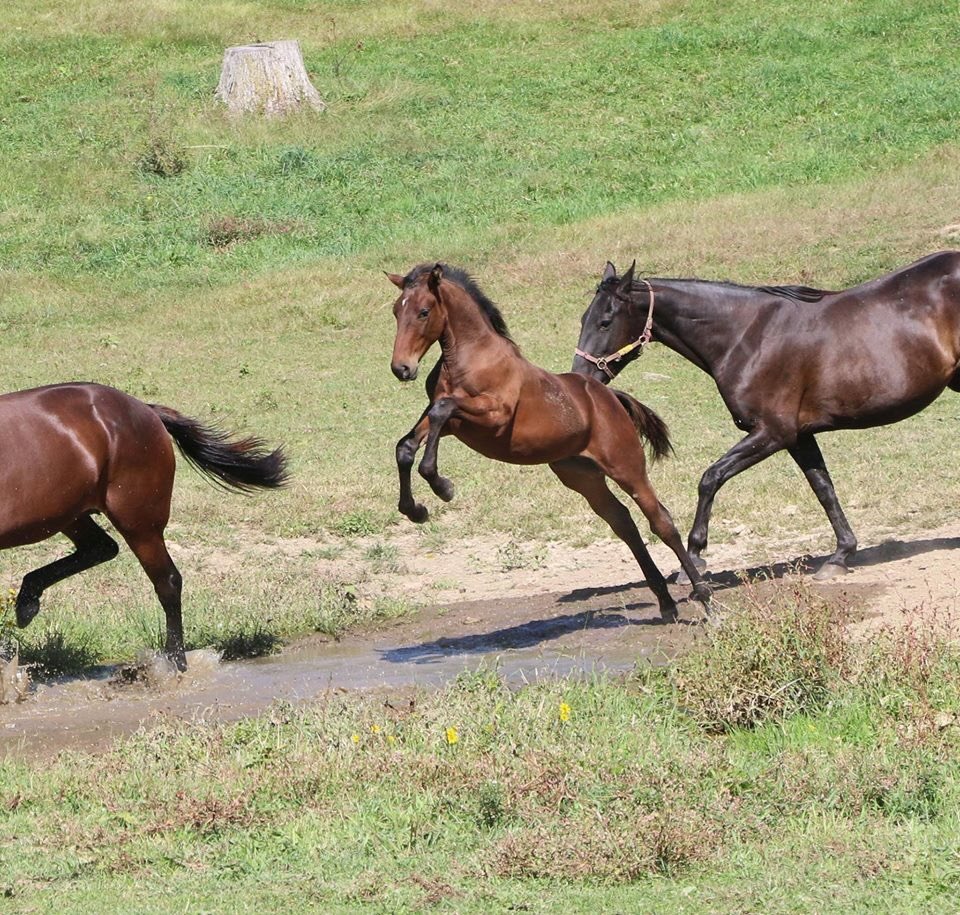 SVFstallions's tweet photo. Happy #NationalDayoftheHorse! #SVFstallions https://t.co/5FgymT7kWv