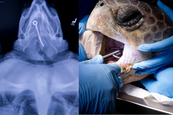 Sharp and hooked materials are some of the most dangerous forms of #marinedebris. Here is an xray of a turtle who swallowed an improperly discarded fishing hook. Keep beaches & oceans clean to #protectmarinewildlife