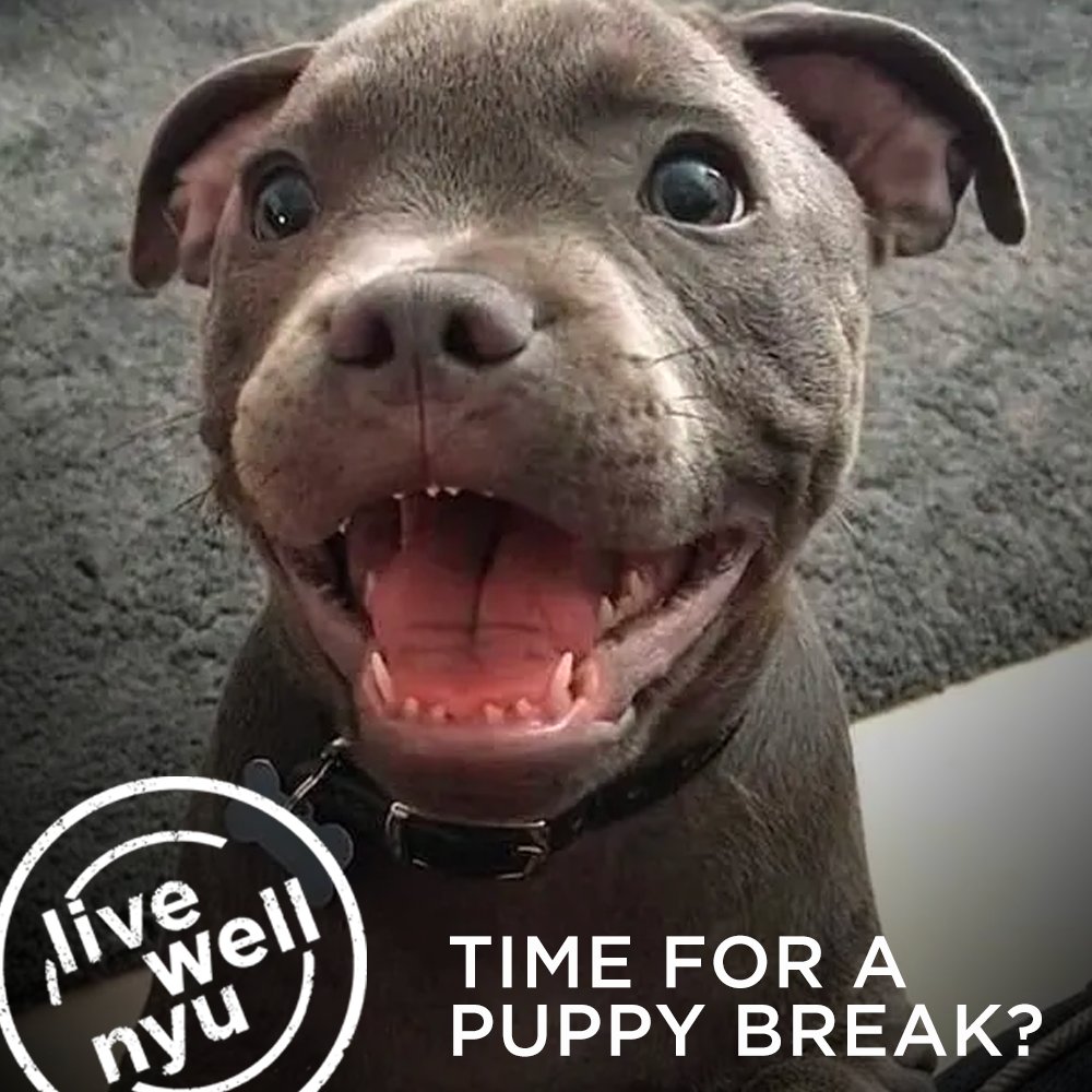 LiveWellNYU's tweet photo. We’ve made it to hump day, so let’s all take a much-deserved break to recharge with a little cuteness overload (aka puppy pics). 
https://t.co/zq2qaBThws https://t.co/sRshUGygbb