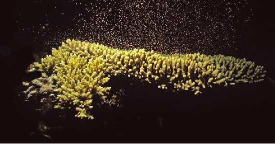 In a first, a robot drone disperses microscopic baby corals (coral larvae) across the world's largest coral reef. It’s been under threat from climate change, decreased water quality, coastal development and fishing. bit.ly/2zWUxCM