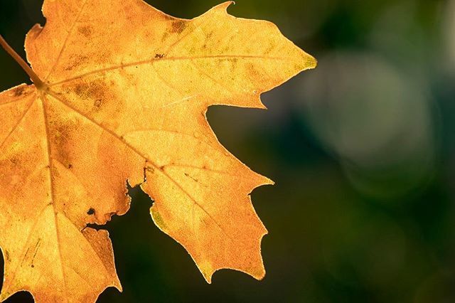 Just an autumn leaf #autumn #photography #photographer #instagood #warrington #cheshire #warringtonphotography #warringtonphotographer #cheshirephotographer ift.tt/2Cafegh