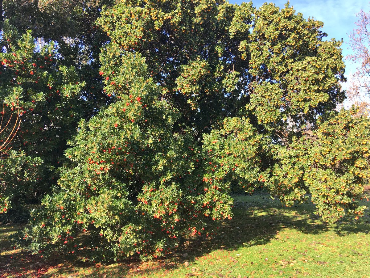 Madroño del Campo del Moro...❤️