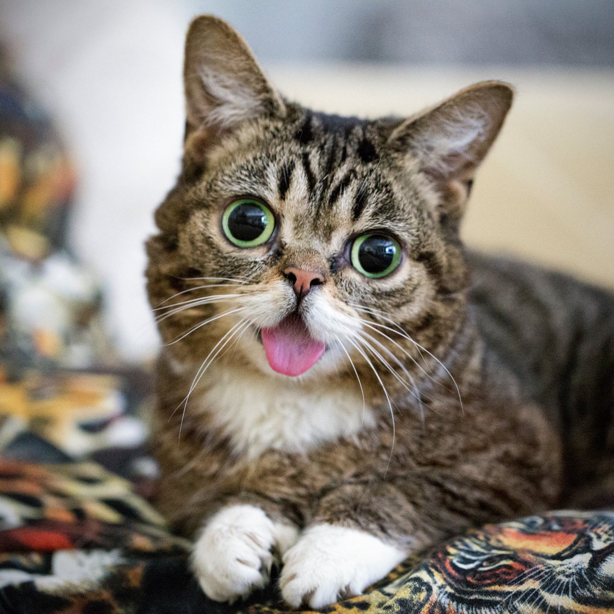 BUB is so much more than a cute cat. She is a true force of nature, determination, and perseverance. She reminds us to never give up, and to be proud of who we are regardless of our perceived shortcomings. BUB represents all that is pure and good in life. GOOD JOB BUB.