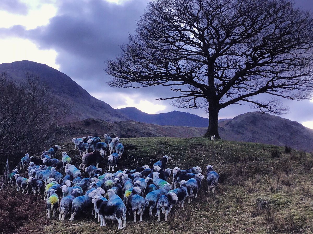 FellsFarmers's tweet photo. Spot the tup! Gathering under winter skies in Little #Langdale
🐑🐑🐑🐏🐑🐑🐑
#lakedistrict #cumbria #alternativerurals #sheep #fellfarming #lakesworldheritage https://t.co/vWwYQmlrWj