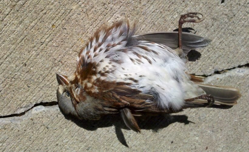 SmokeyCat17's tweet image. So today to show my human how strong and powerful I am I brought her this bird. This ungrateful prick told me I was a “Bad Cat”! Uuuumm excuse me I’m superior to you so accept my gift. #HumansTheseDays
