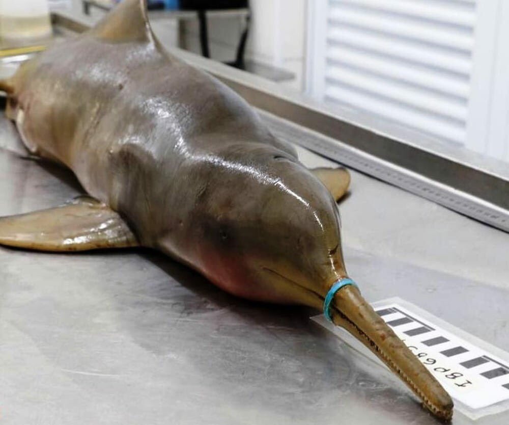 adoptaunavidaMD's tweet photo. Ese Delfín fue encontrado en la playa grande ayer. Murió de hambre porque el tapón de una botella de agua que se enredó en su hocico.
Cuando vayas a la playa, recoge y tira tu basura. No la dejes en la arena.

Foto: Kaio Nunes / Instituto Biopesca https://t.co/N9Y5o0ozN9