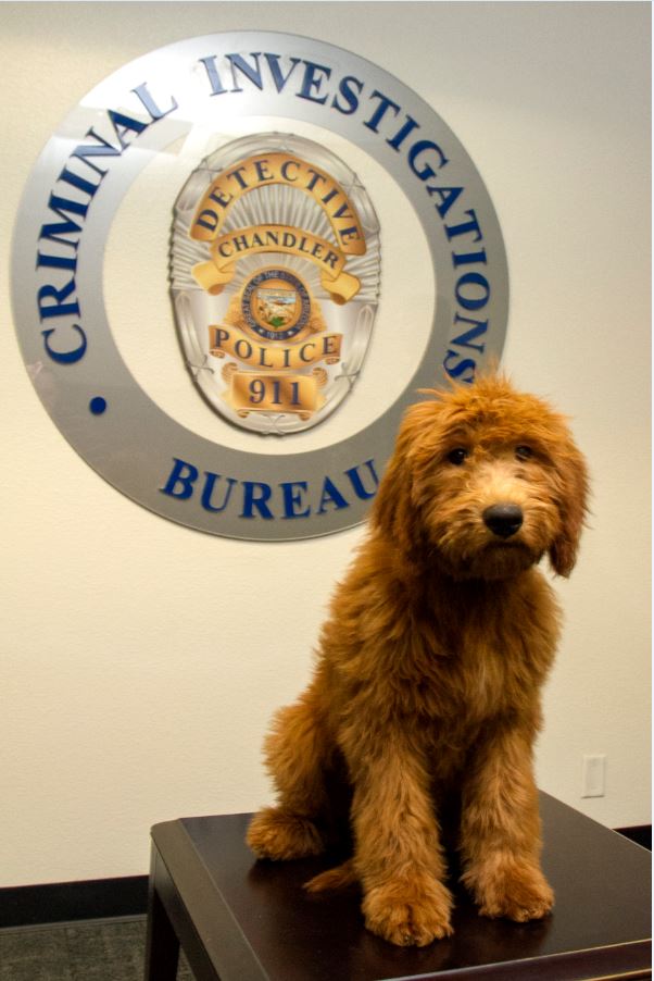 ChandlerPolice's tweet photo. We are thrilled to introduce Annie, the newest member of our department. Annie will be part of the @ChandlerPolice Therapy Canine Program. Special thanks to our partners &amp; donors @FaustPets @k9games &amp; @AZGoldendoodles Read more about Annie's role at https://t.co/6wUxX6Qw7z https://t.co/kKl0WkKXYN