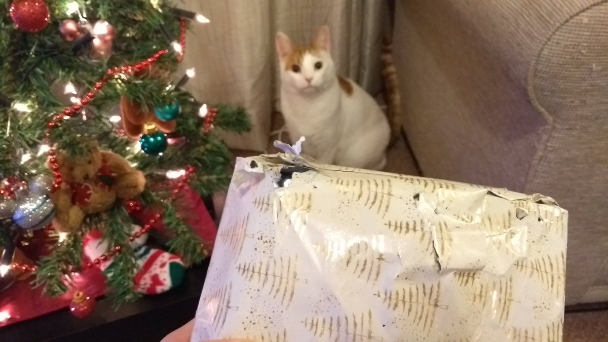 DrSchrodinger15's tweet photo. Circumstantial evidence, your honour. I plead not guilty. #ThursdayMotivation #OccupyTree #TheCatsWeTweet https://t.co/xzOGOnu80b