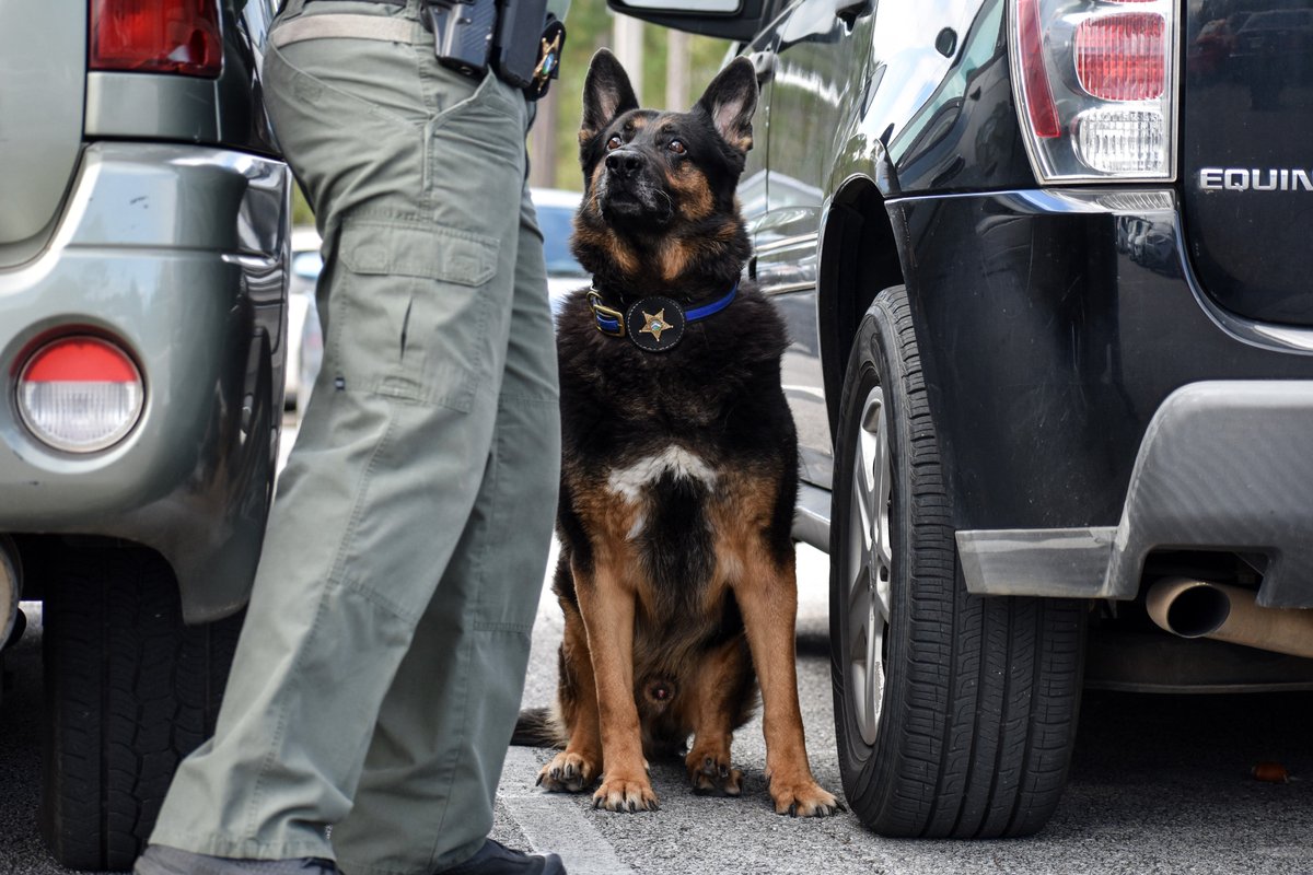 WCSOFL's tweet image. Who's a good boy? 🐾

K9 Kayne. 🐕 That's who. ♥️

#K9Kayne | @OfficialLivePD | #LIVEPD | #WCSOK9 | #LESM