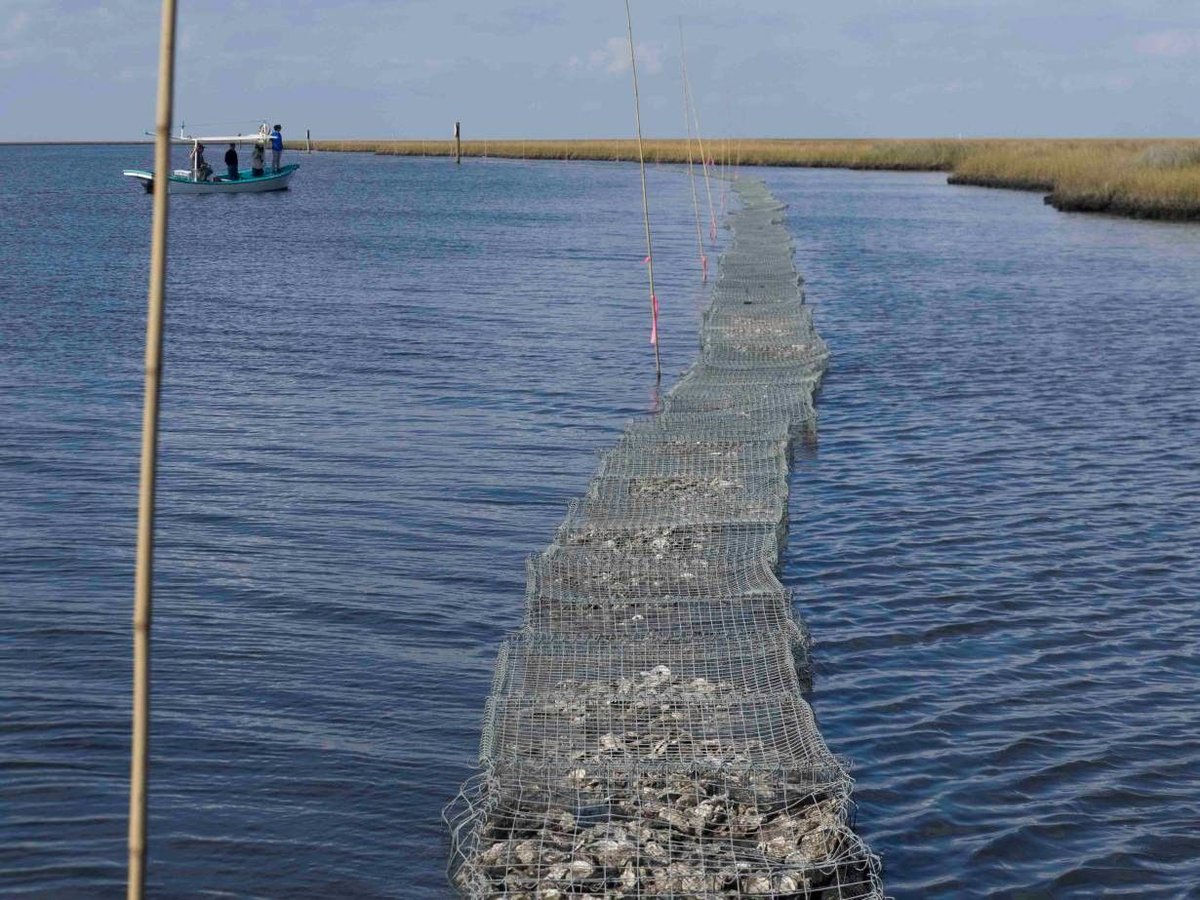 This US state is turning millions of oyster shells into artificial reefs wef.ch/2UlgT9A #environment #unitedstates