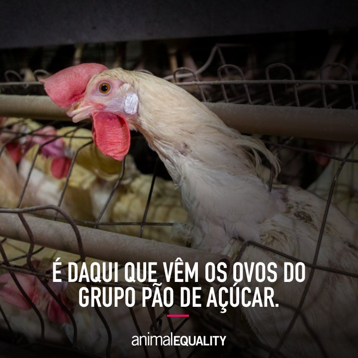 Animal Equality Brasil tweet media