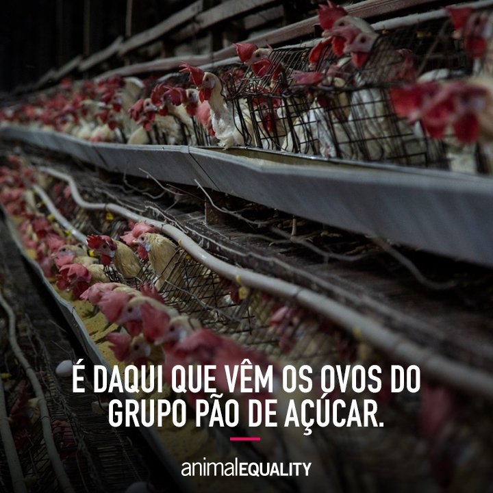 Animal Equality Brasil tweet media