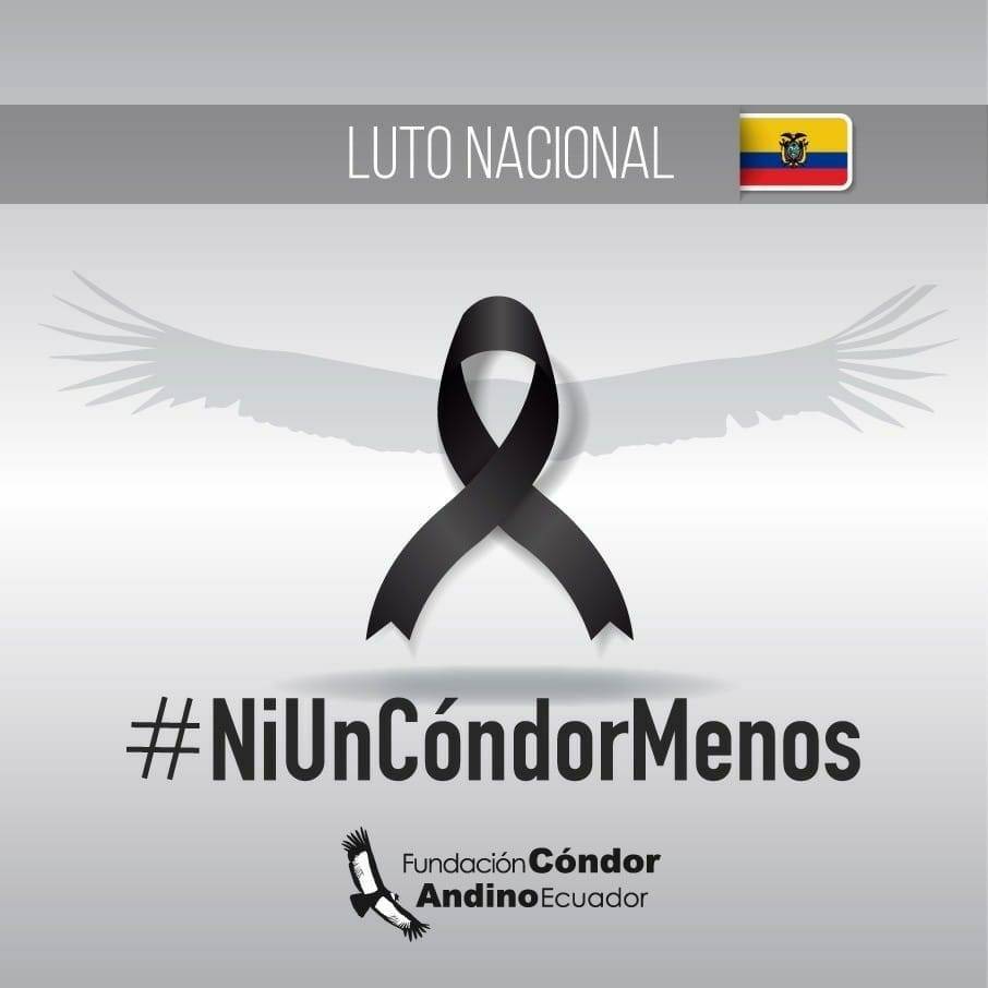 elmercurioec's tweet photo. #NiUnCóndorMenos https://t.co/K5MAIu5LUy