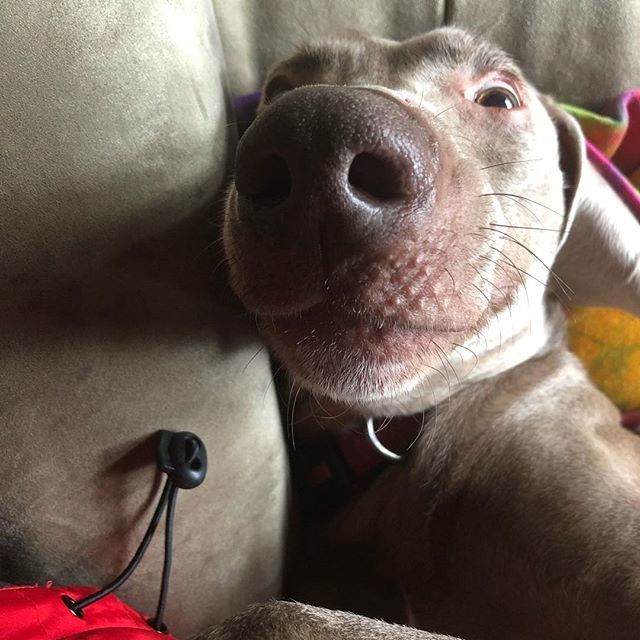 KellyDouglas's tweet image. Midday hangs with Hitch. #hitchdidit #homewithmom #upsidedown #nose #weimaraner ift.tt/2CbOJqS