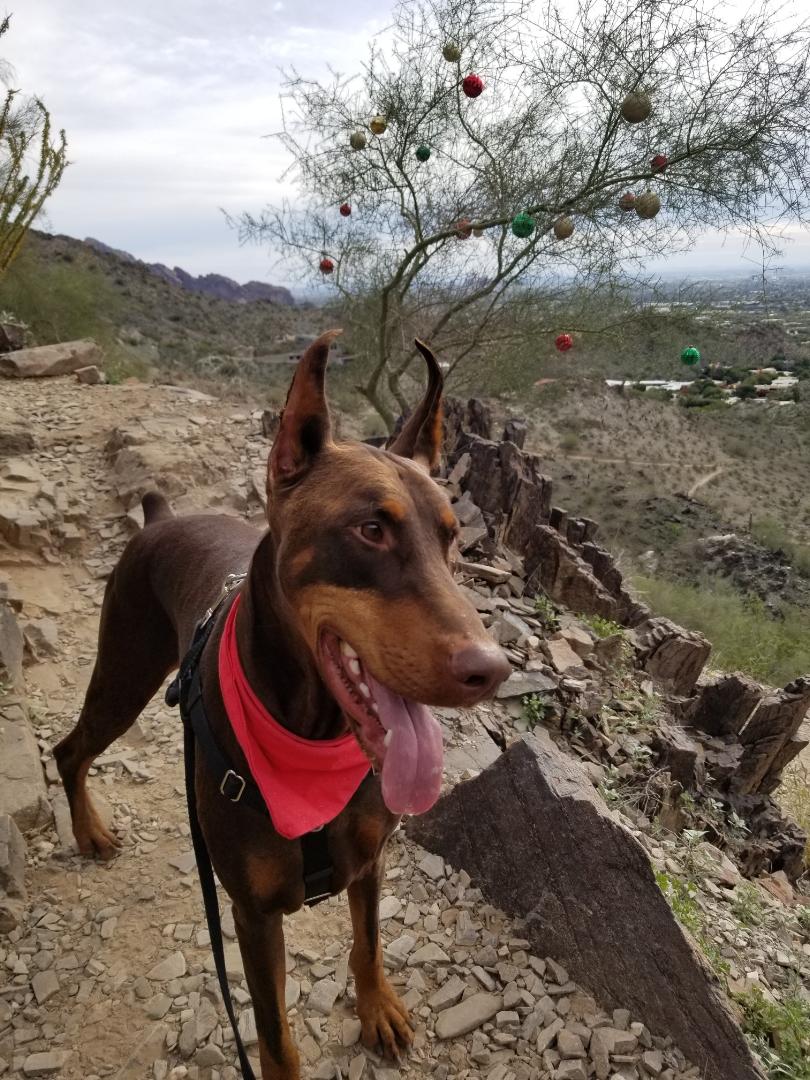 AzJ14e's tweet image. December in Phx....