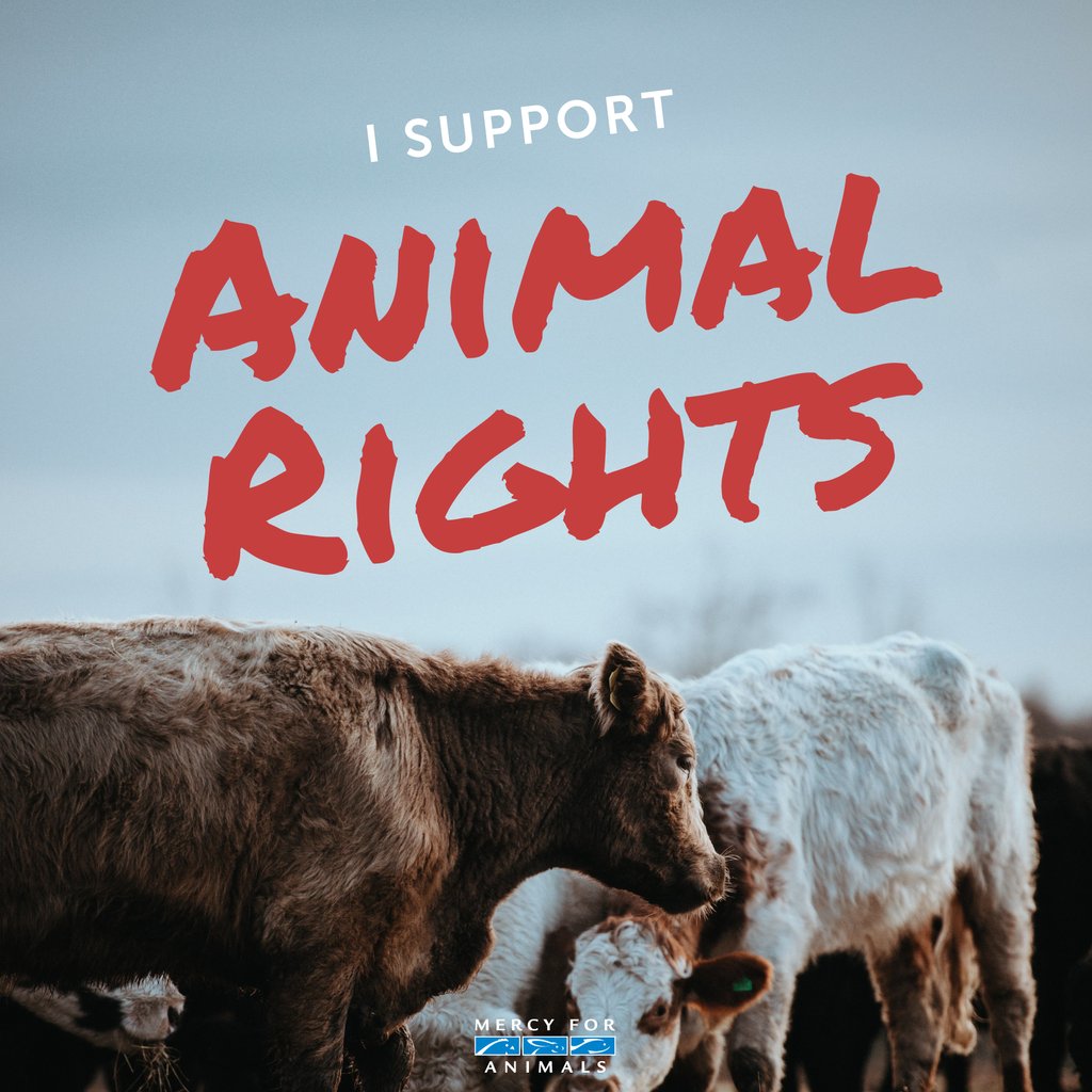 MercyForAnimals's tweet photo. RT if you fight for animal rights! https://t.co/Aki8OsC1ut