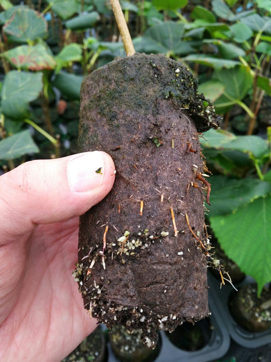 amahort's tweet photo. If you want better #trees, you have to #propagate better trees. That's where #RootSmart™ comes in. #healthyroots #endrootgirdling #urbanforest https://t.co/YWsvMn8zG0 https://t.co/4DKxMRMhi1