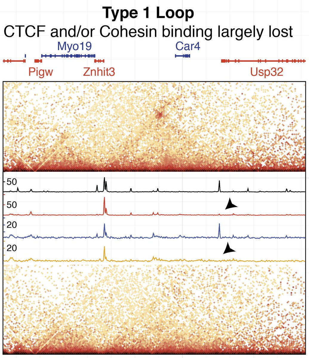 Thread: An RNA-binding region (RBR) regulates CTCF clustering and chromatin looping. With <a href="/Stanley_TH/">Stanley Hsieh</a> <a href="/CCattoglio/">ClaudiaCattoglio</a> <a href="/TjianDarzacq/">Tjian + Darzacq Group</a> 
Key finding: CTCF sites and loops fall into 2 classes: RBR-independent and RBR-dependent. Below: Left, no change. Right: lost.
biorxiv.org/content/early/…