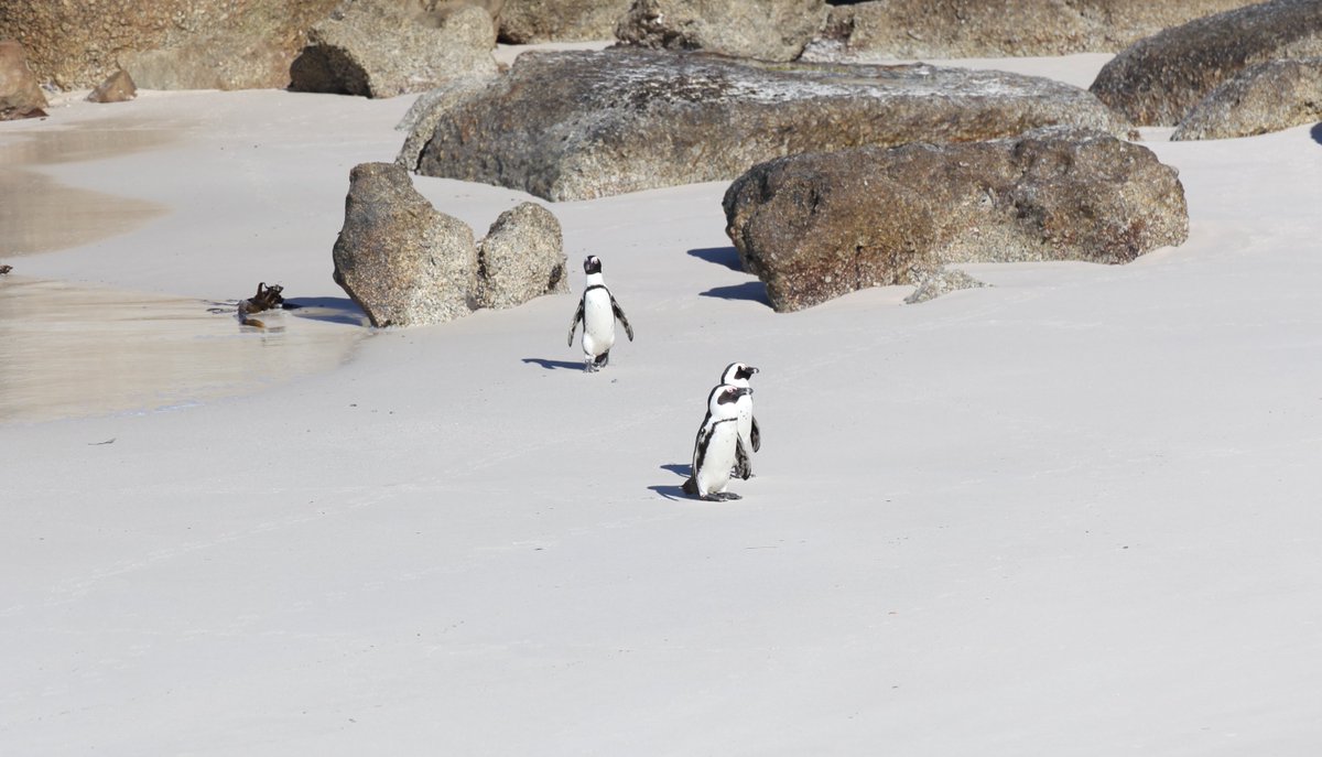 The only place I want to see penguins - where it's nice and warm #ThrowbackThursday #SouthAfrica