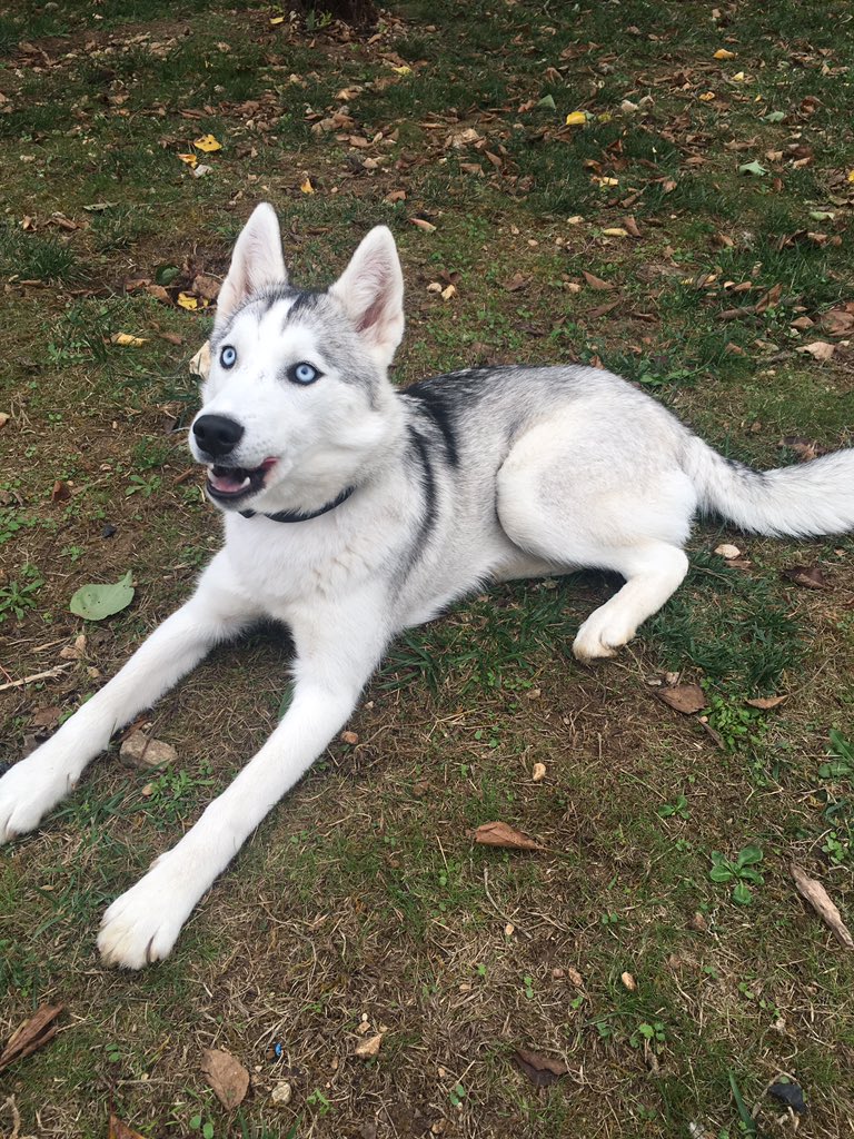 Druidooxe's tweet photo. Ma husky  s’est enfui cet après-midi... dans la commune d’antezant La Chapelle dans le 17 Charente-Maritime. Si jamais vous la voyez prévenez moi, elle est blanche et grise avec un peu de noir sur le dos, collier en cuir ... https://t.co/tRTbx5Y0Em