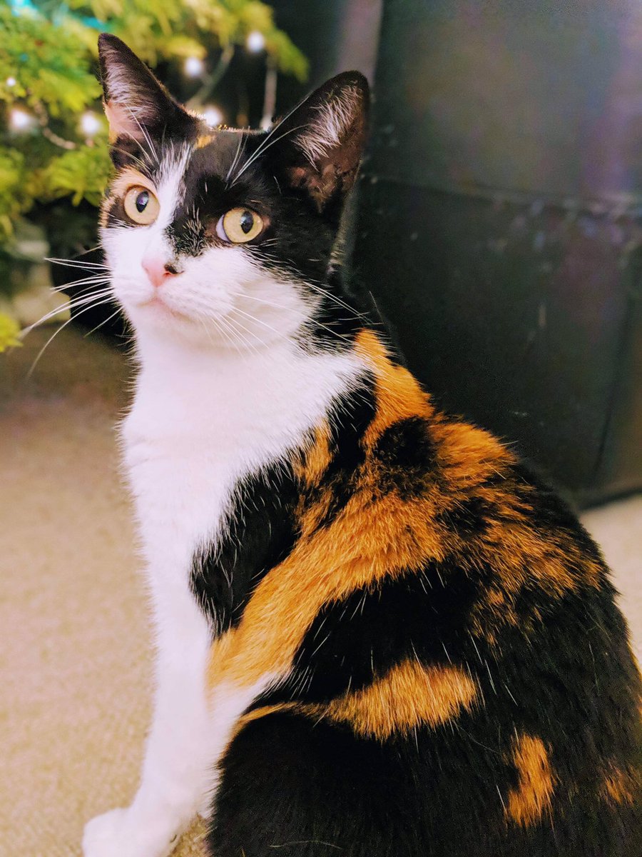 Debr8S's tweet photo. Annie’s wondering what she’ll get from Santa Paws this year, could be something mice....... https://t.co/lE3xTJgU9i