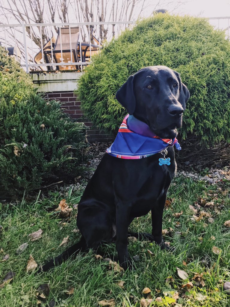 AnnieHanger's tweet photo. @dog_rates Just a lil girl in her Sunday best! https://t.co/MVLY3Yliv8