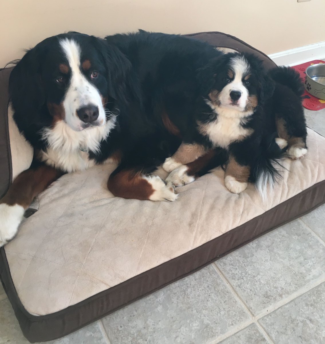 If only we could all meet our bestest friend this early in life. Way to go Nelson and Emmy Lou :-)
.
#bernesemountaindogs #bernesedaily #bernesemountaindoglovers  #dog #bernese #bmd #bernesemountaindog #berneselovecentral #berneseoftheday #berner #bernesepuppy #bernerlove