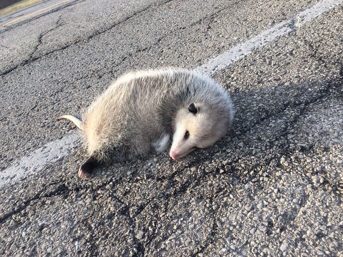 Makena_Jo's tweet photo. Roads are driving rapid evolutionary change in our environment. Roads cause habitat fragmentation. It’s estimated, a million wild animals die daily in the US due to habitat fragmentation.Wildlife corridors or animal bridges can help prevent these deaths.#apeseco @franklinlorax https://t.co/NGKmlgIF9F