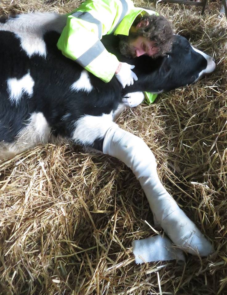SussexVegEvents's tweet photo. Worthing's first #Vegan #Christmas Fair will be holding a raffle in aid of Nipper Jackson, a disabled calf from Hugletts Wood Farm Animal Sanctuary. NIPPER'S GETTING "LEGS" FOR CHRISTMAS!! &amp; we want to help make his future just that little bit brighter 🐮💖 https://t.co/YM1lezQ5Pb