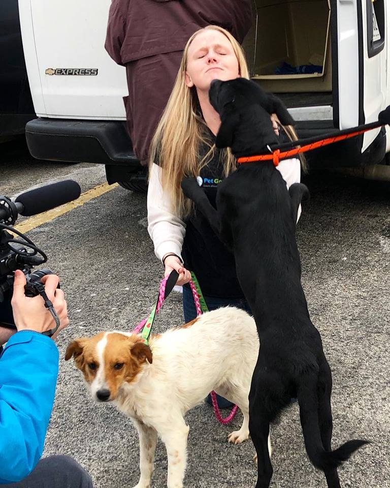 #tbt when <a href="/figopet/">Figo Pet Insurance</a> joined Crystal of <a href="/petgotchaday/">Pet Gotcha Day!</a>--greeting pups Zena &amp; Roxie as they arrived in Chicago after being saved from a high-kill shelter in TX. Erica &amp; Crystal from <a href="/petgotchaday/">Pet Gotcha Day!</a> are doing amazing work to help pets find their forever homes. We’re big fans! #wearefigo