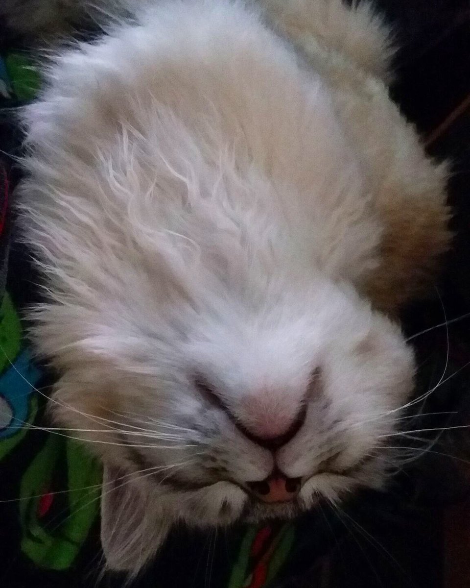 lagatabeth's tweet photo. #tbt to upside down #kittenme in my first few weeks with my mum, three years ago ❤ #catmouth #sweetheart #ruff #sleepyjean #gato #gatito #kitten #gatosiberiano #siberiancat #CatsofTwitter #wellingtonnz #wellington #wellycat #lagatabeth #Beth https://t.co/ayRk9sqSEc