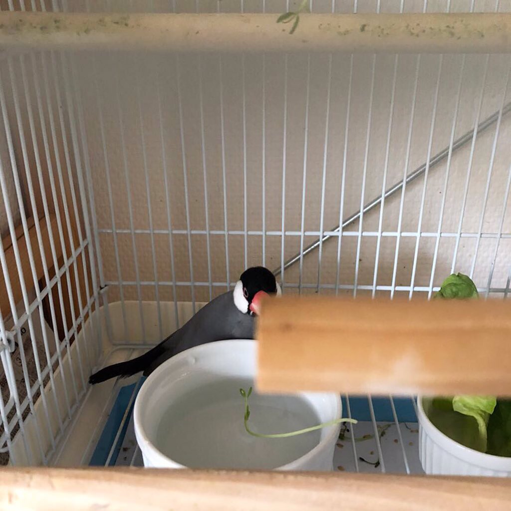 生物群 on Twitter 生物群 on Twitter