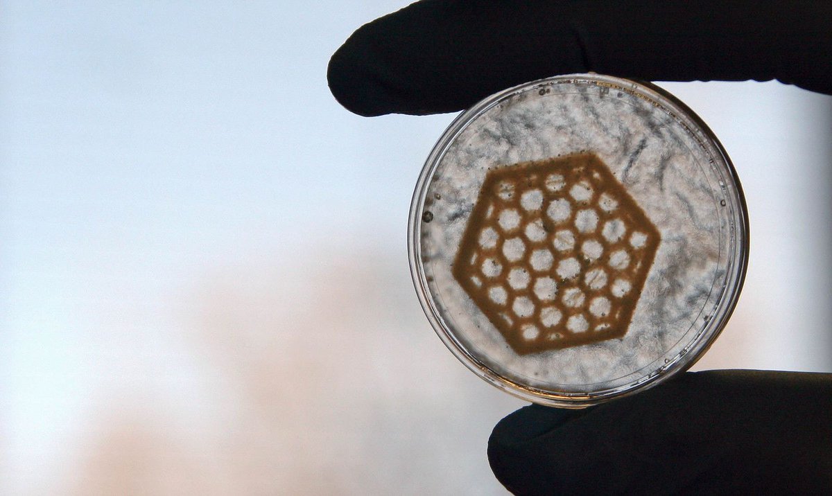 We #3Dprinted tissue #scaffolds on-demand in various biomaterials such as #collagen and calcium phosphate cement. buff.ly/2RDbTvj
