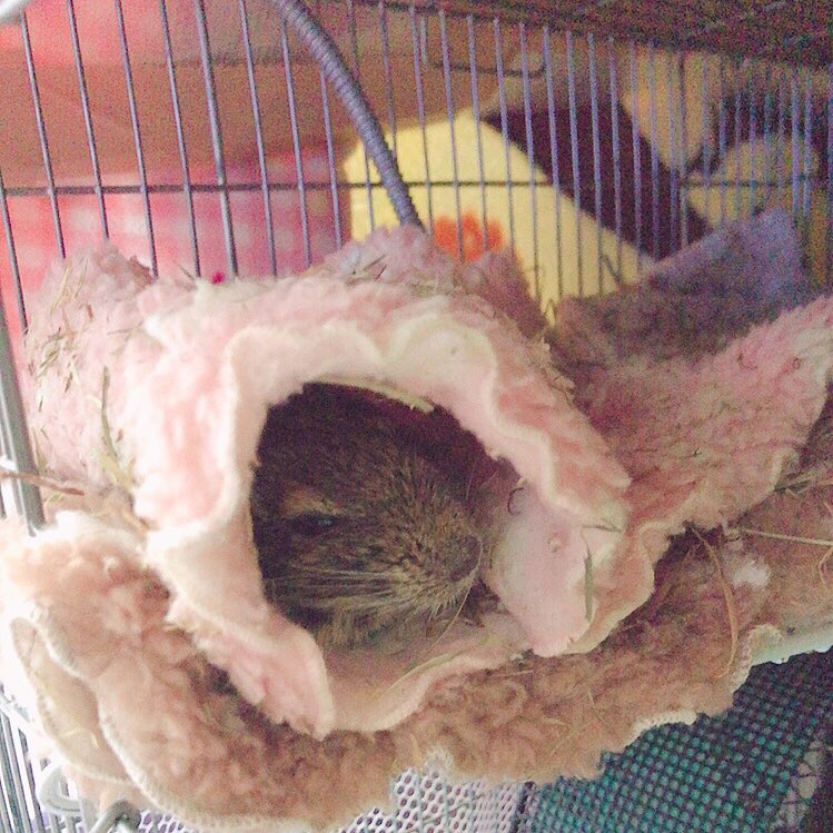 本宮佳奈 急に寒くなってきましたね デグー さんには厳しい時期です 豆電球ヒーターや パネルヒーターはもちろん ケージにはタオルケットやブランケットを被せて冷気を遮断してあげてください １年中通してですが もこもこタオルはデグーさんたち