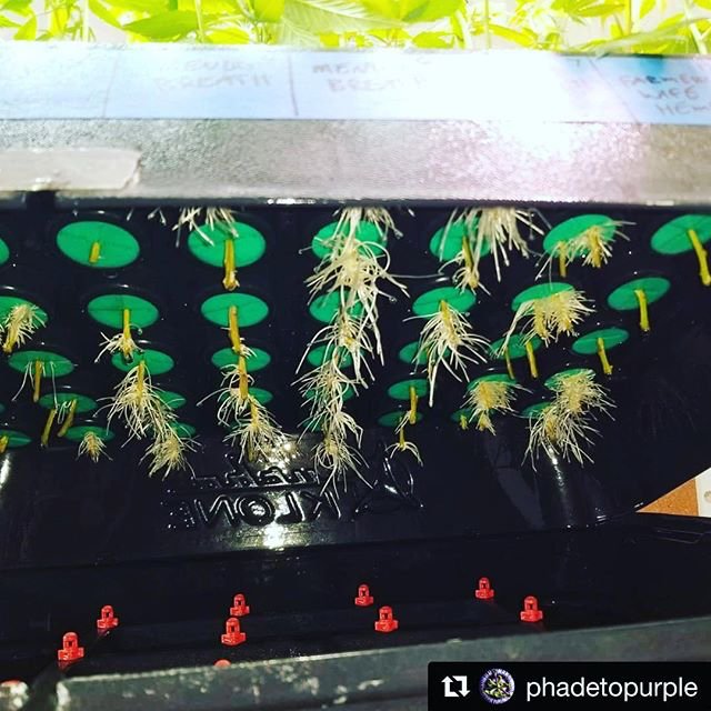 PermaClone's tweet photo. By: https://t.co/1WZ3LTKBQz
・・・
“Day 10 - Dipped in #elite91nutrients #Clones , placed in the #permaclone collars and into the #TurboKlone with tap water , #VegBloom ro/soft and a DIY version of #UCroots. The new pump definitely helped i might get 100% i only got....” https://t.co/eMkF4ux7P8