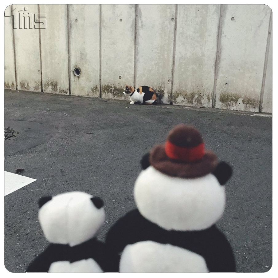 TMSent_jp's tweet image. 猫さんこんにちは！
🐼🐼🐱
.
.
公式HP:pandakopanda.jp 
公式FB:bit.ly/2DXcQuG 
#パンダコパンダ #パンコパ #PandaGoPanda