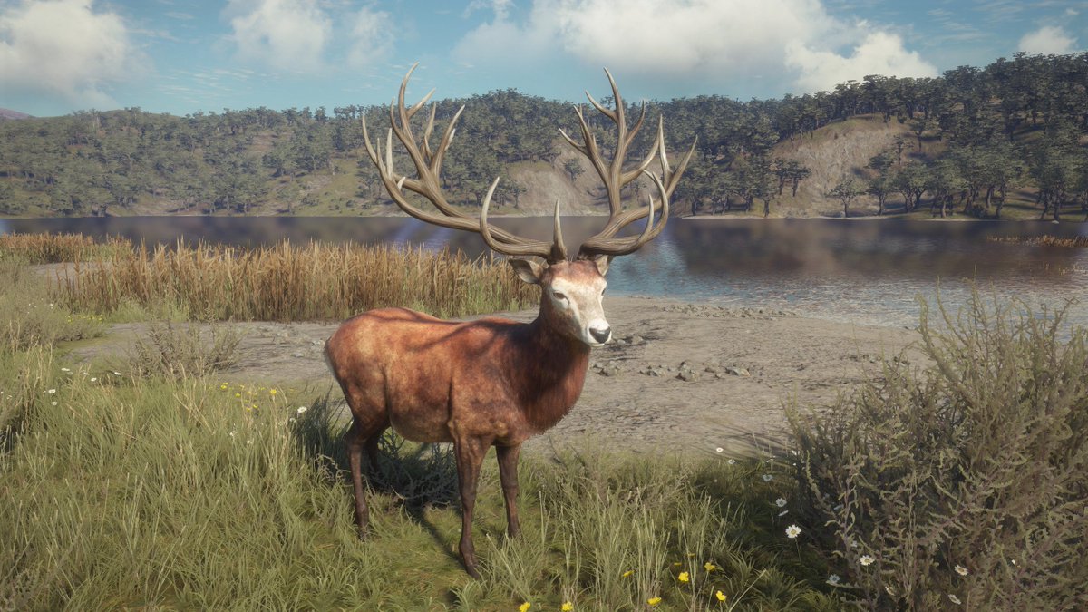 the hunter call of the wild diamond red deer