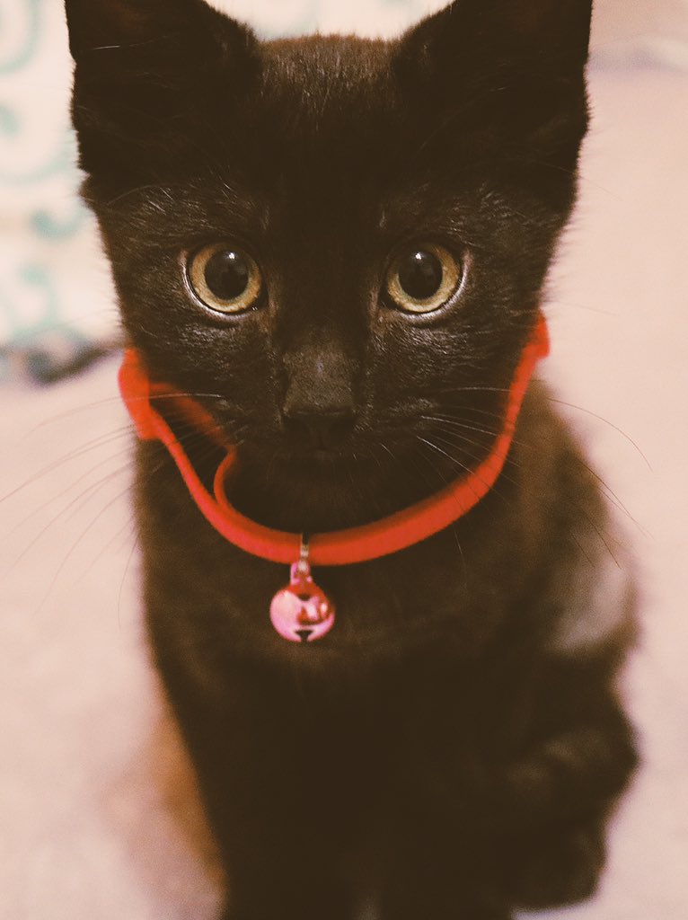 ramismercury's tweet image. YES I WAS INACTIVE TODAY BUT LET ME TELL YOU WHY

THIS IS WHY 

MEET MERCURY