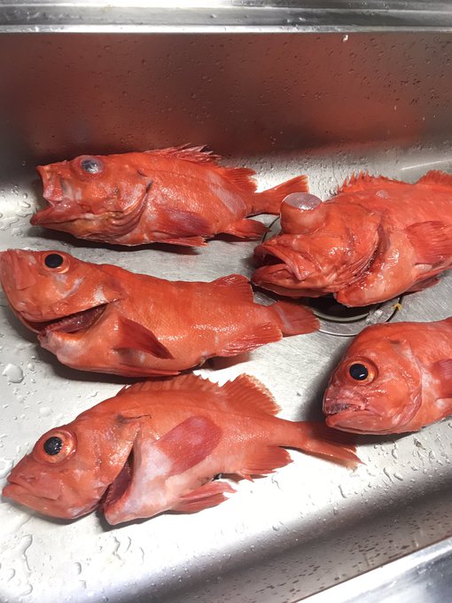 深海の超高級魚 アコウダイに挑む 沖釣りの楽しみ方や仕掛けを解説 釣りメディアgyogyo