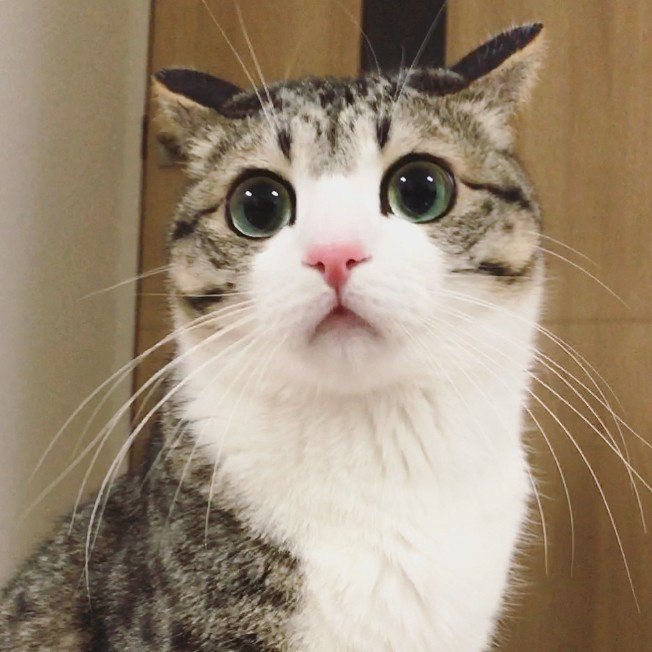 Minhyun the cat tweet media